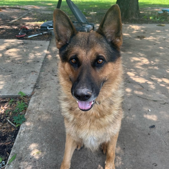 Meet your Posher, Paisyn - Picture 3 of 13